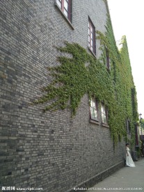 爬墙虎