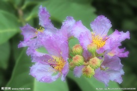 紫薇花