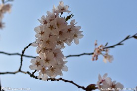 樱花争艳