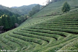 乡村梯田风景