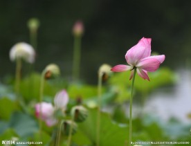 雨荷