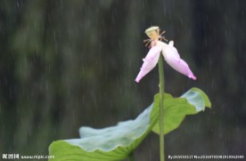 雨荷