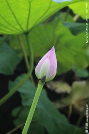荷花蕾