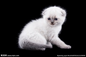 可爱的小猫动物