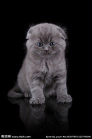 可爱的小猫动物