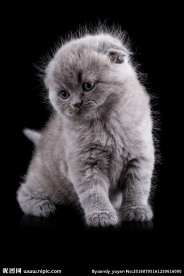 可爱的小猫动物