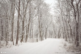 雪林图片