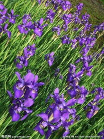 鸢尾花