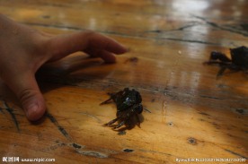 红树林青海蟹螃蟹