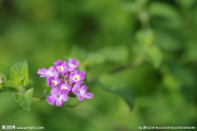 小红花