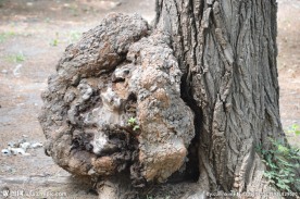 树瘤