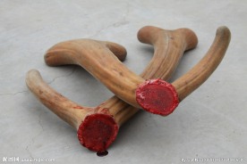 梅花鹿公鹿茸角