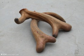 梅花鹿公鹿角茸