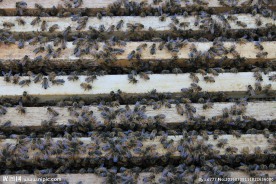 长白山 蜜蜂 意蜂 蜂箱