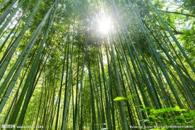 翠绿的竹子竹林景色