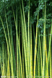 翠绿的竹子竹林景色