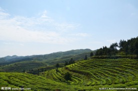 茶叶基地