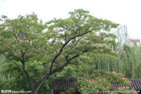 绒花树