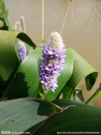 花草