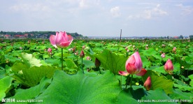 荷花池