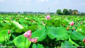 荷花池