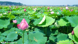 荷花池