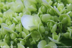 豆芽一样的花瓣韵