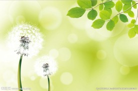 绿叶蒲公英背景
