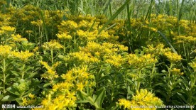 野黄花