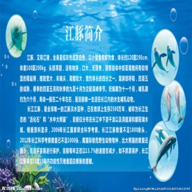 江豚简介