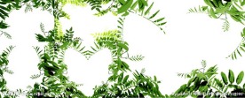 五张树叶边框