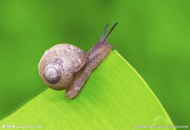 蜗牛