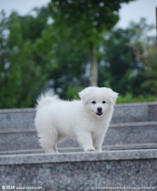 小狗狗