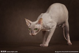 斯芬克斯猫
