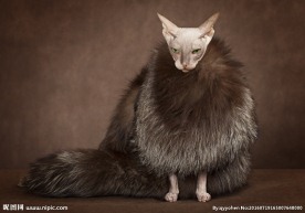 斯芬克斯猫