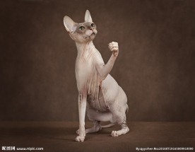 斯芬克斯猫