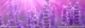 紫色薰衣草
