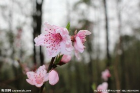 桃花
