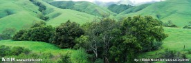 高山草甸
