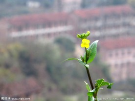 田园 油菜花