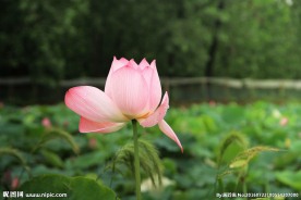 粉莲