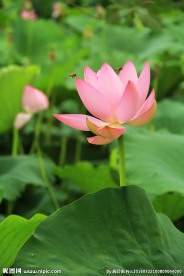 红莲