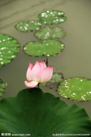 粉莲