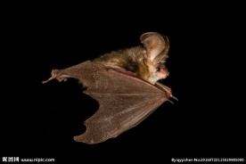 蝙蝠