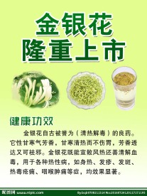 金银花