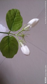 茉莉