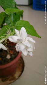 茉莉
