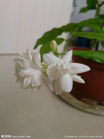 茉莉