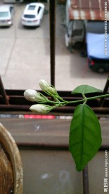 茉莉