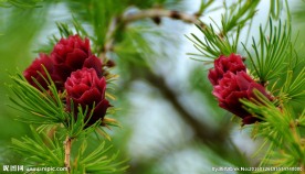 松花